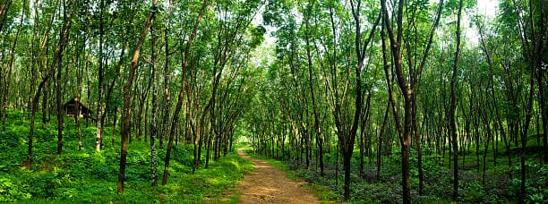 Rubber Processing