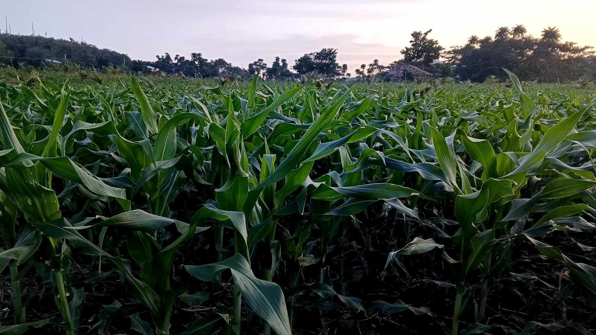 Corn Production