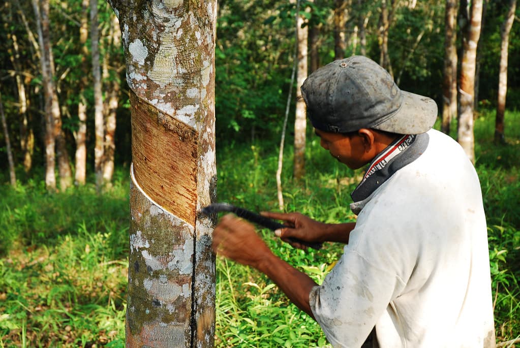 Rubber harvesting - Traditional agricultural practices