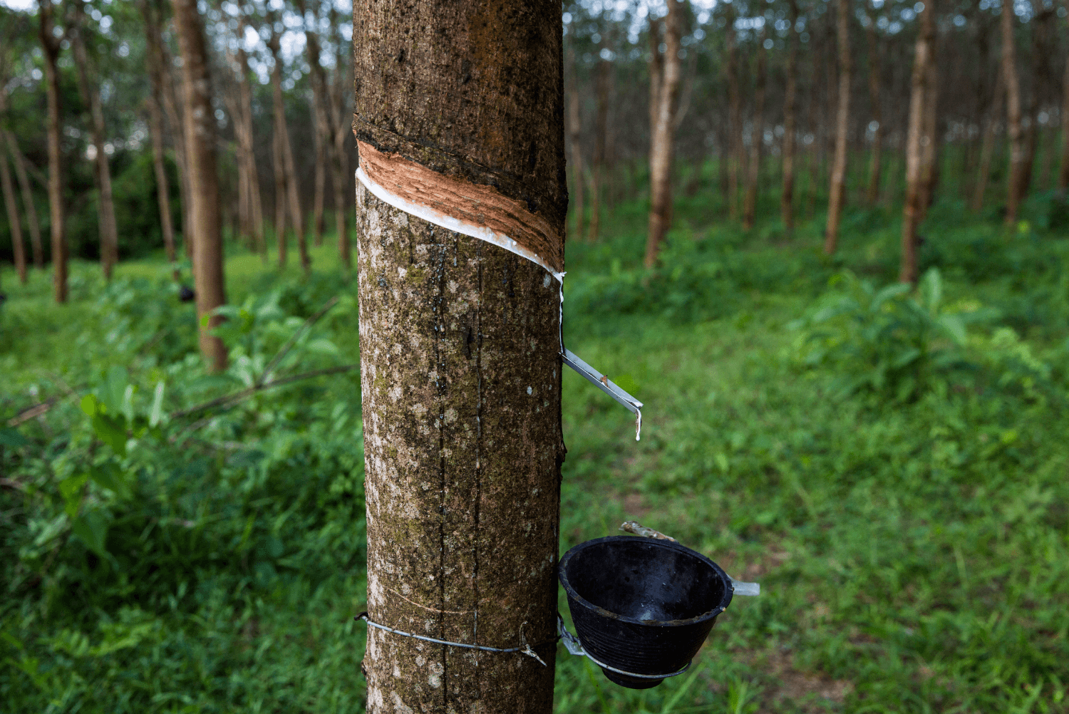 Rubber Tree Background